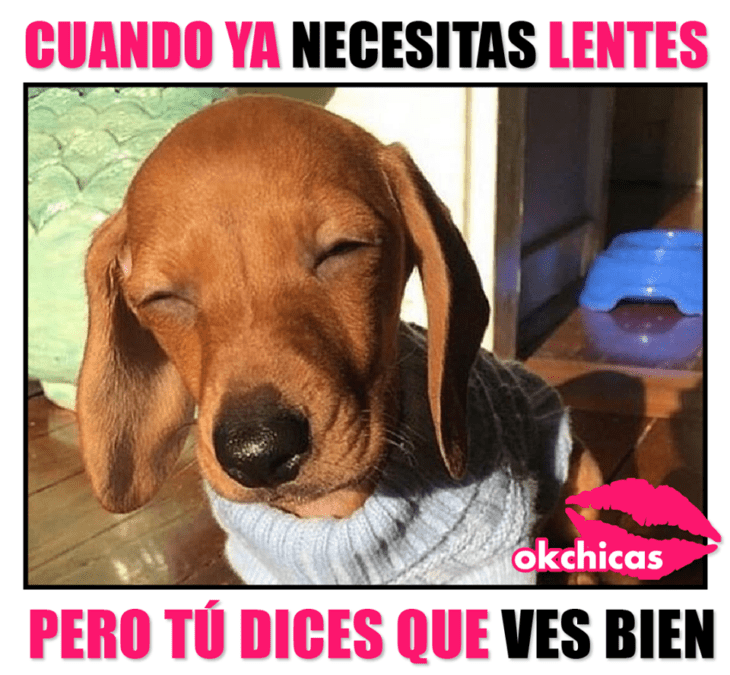 Meme okchicas de perritos 