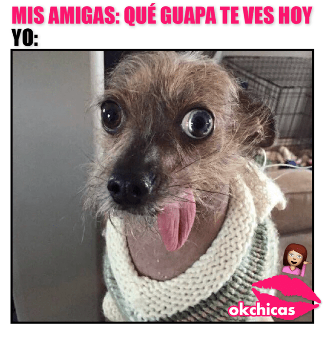 Meme okchicas de perritos 