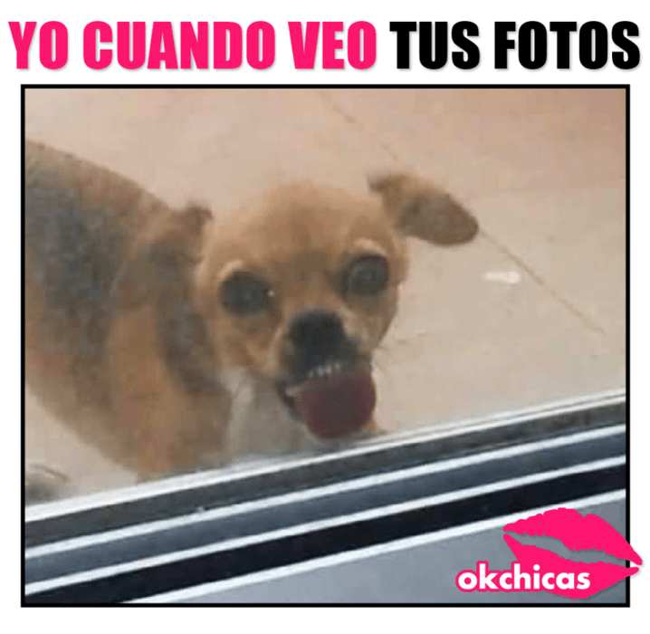 Meme okchicas de perritos 