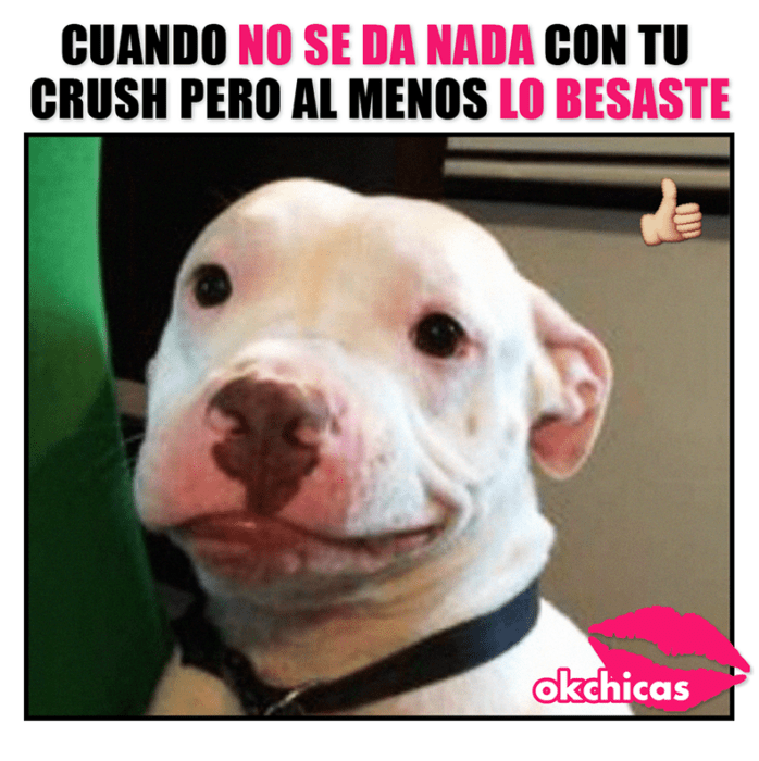 Meme okchicas de perritos 