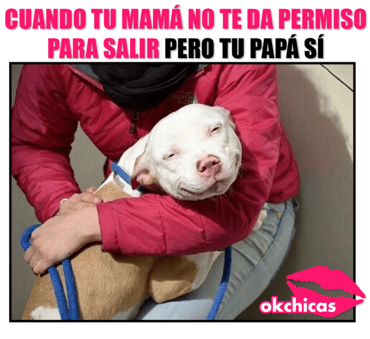 Meme okchicas de perritos 