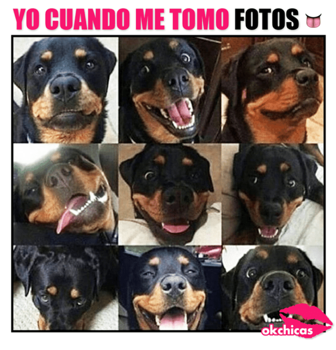 Meme okchicas de perritos 