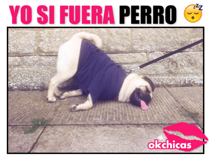 Meme okchicas de perritos 