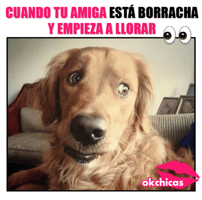 Meme okchicas de perritos 