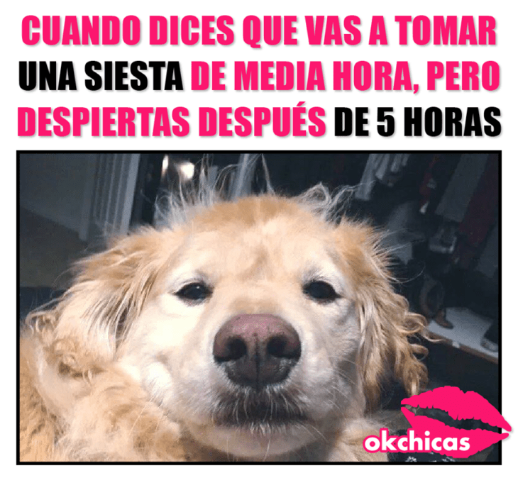 Meme okchicas de perritos 