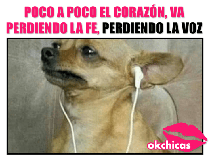 Meme okchicas de perritos 