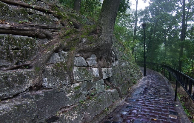 pared antigua con árbol