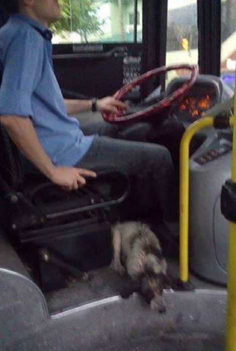 chofer salva perritos en argentina