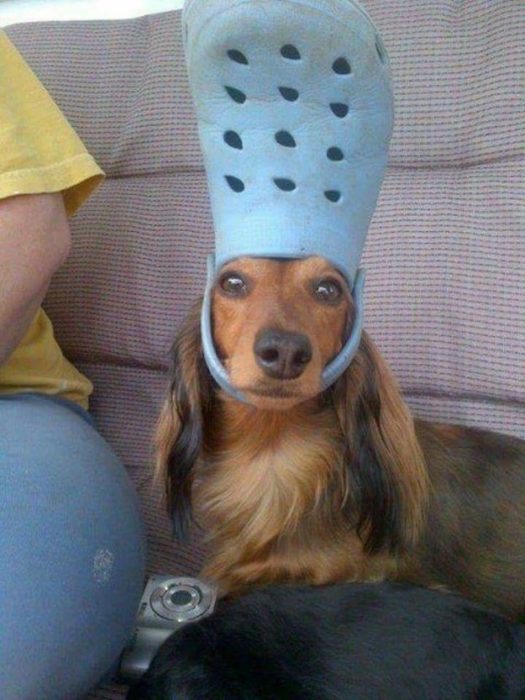 perrito con zapato en la cabeza