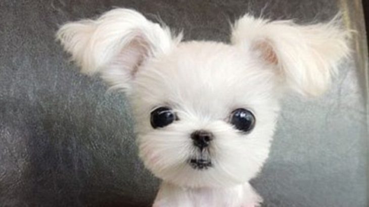perrito hermoso
