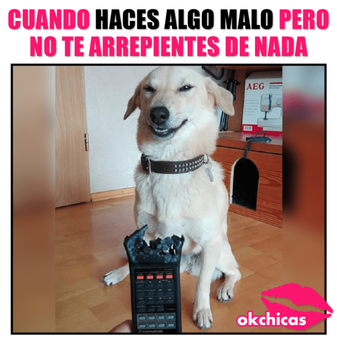 perrito malo no se arrepiente de nada