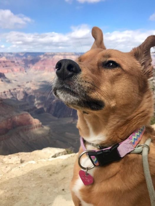 perrito orgulloso libre