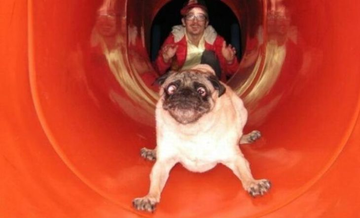 perrito por tobogán 