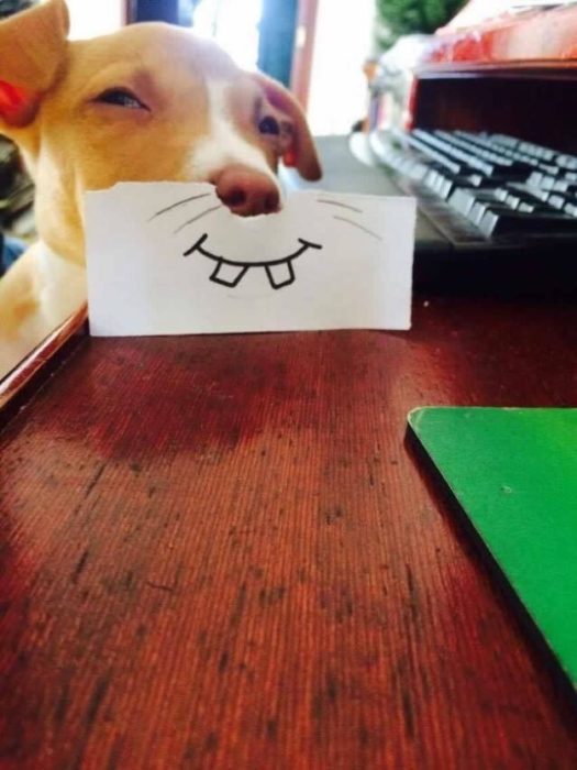 perrito sonrisa rara
