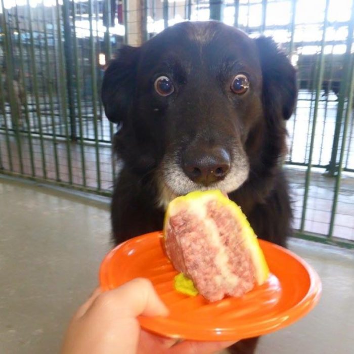 perrito sorpresa pastel