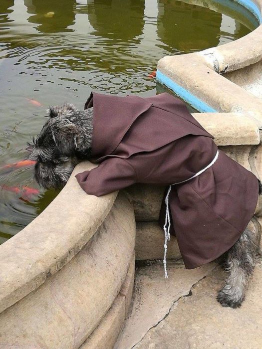 hermoso perrito tomando agua