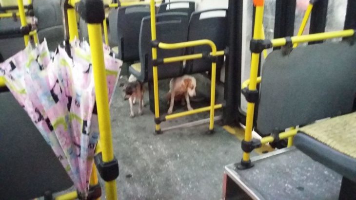 perritos con miedo en autobús en argentina