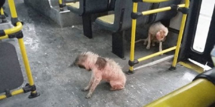 perritos resguardados de la tormenta en argentina