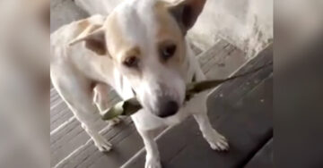 Conozcan a Tua Plu, el perro más agradecido del mundo