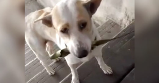 Este perro callejero le hace un regalo cada día a la mujer que le da de comer