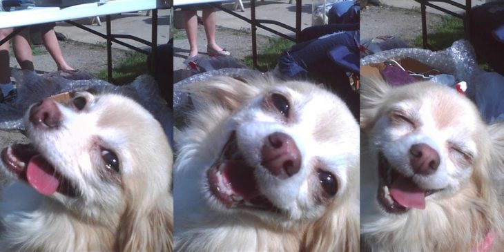 perro ultra feliz