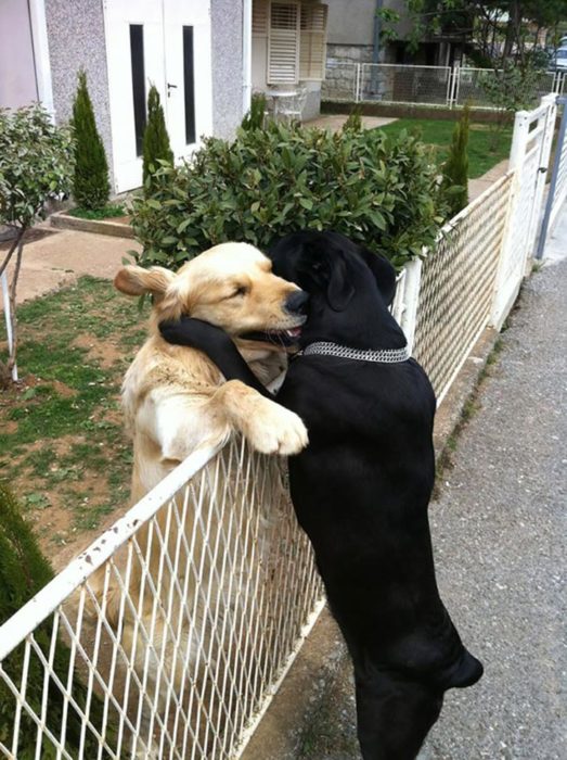 perros abrazados 2