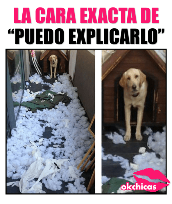 puedo explicarlo todo