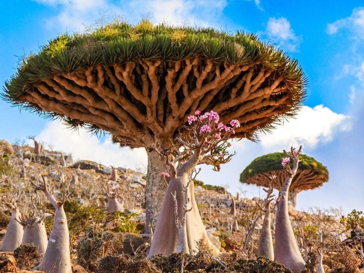 socotra, yemen
