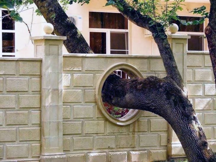 árbol atravesó muro