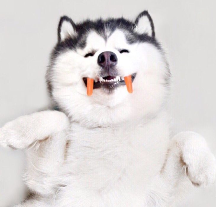 Perro husky sonriendo feliz 