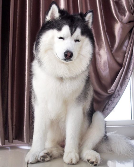 Perro husky sonriendo feliz 