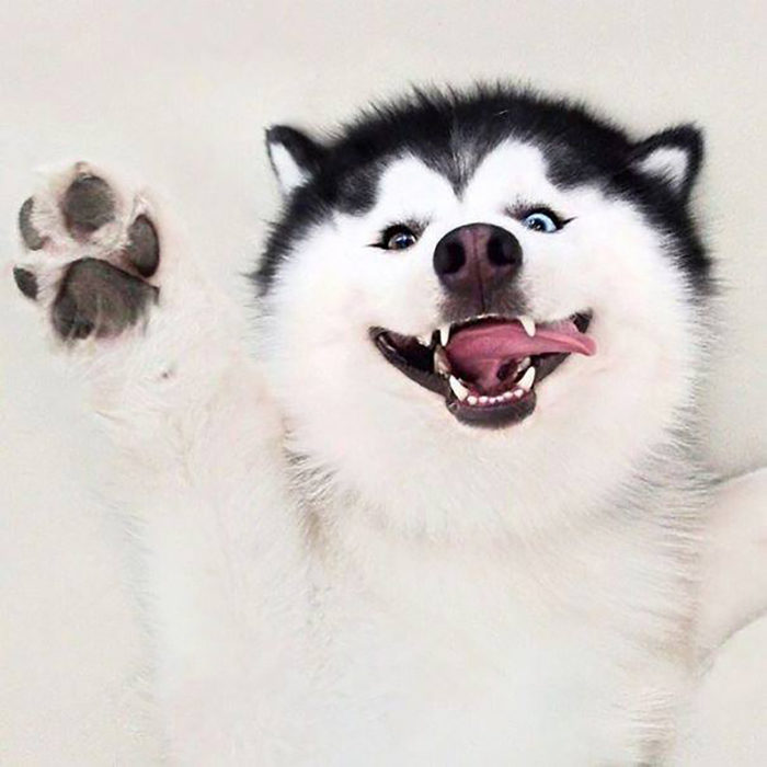 Perro husky sonriendo feliz 