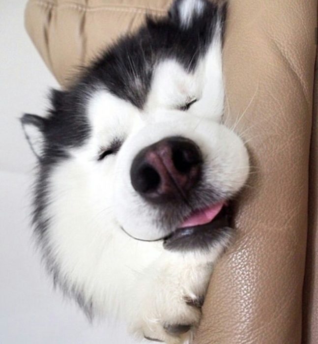 Perro husky sonriendo feliz 