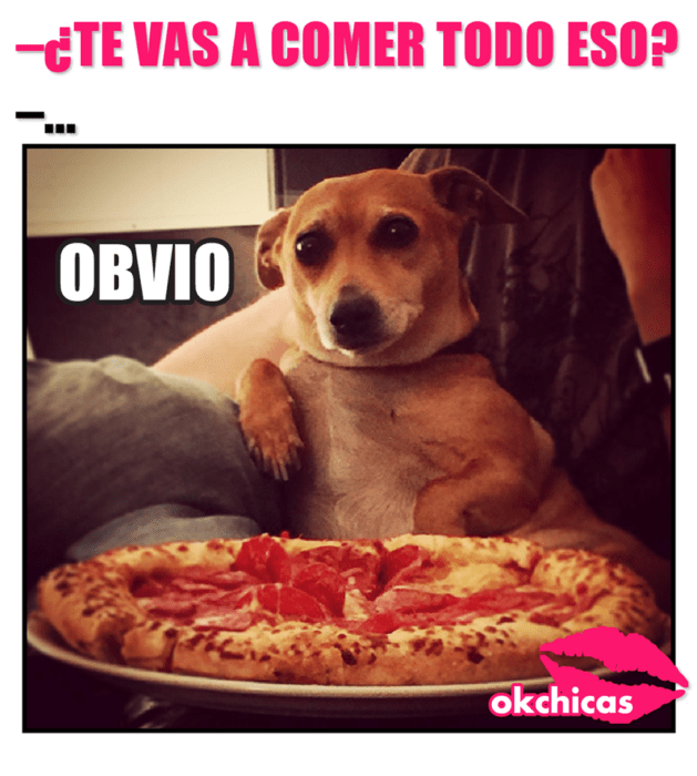 meme perro en el sillón