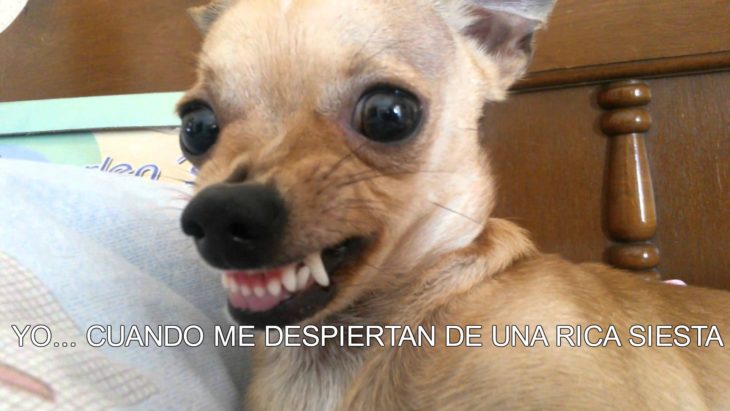 cuando me despiertan