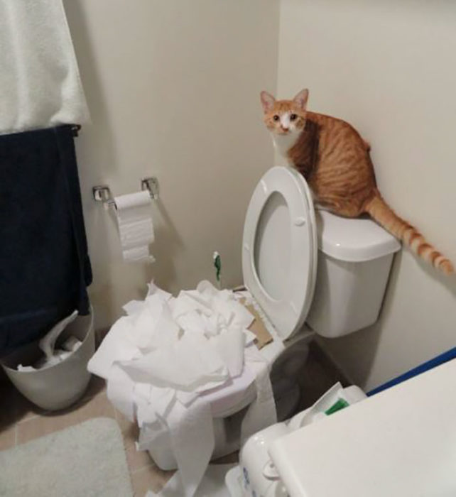 gato taza de baño