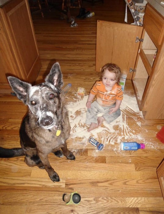 perro y niño con harina