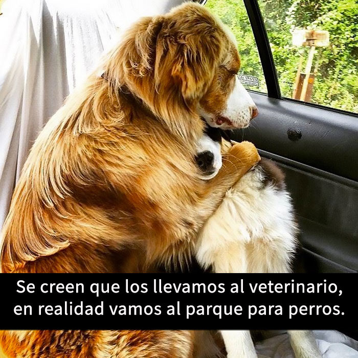 snapchat de perro