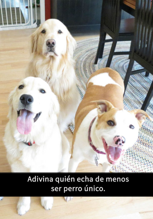 snapchat de perro