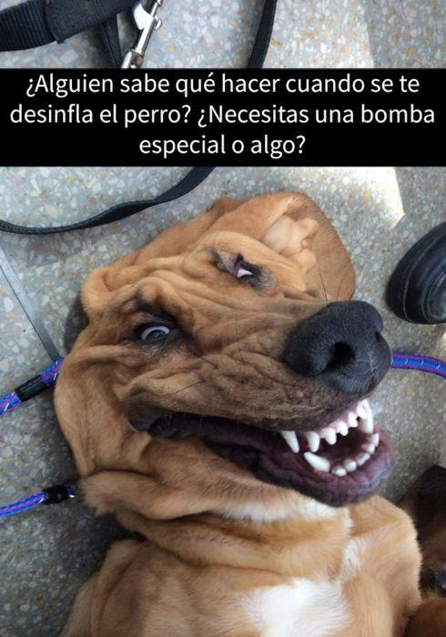 snapchat de perro