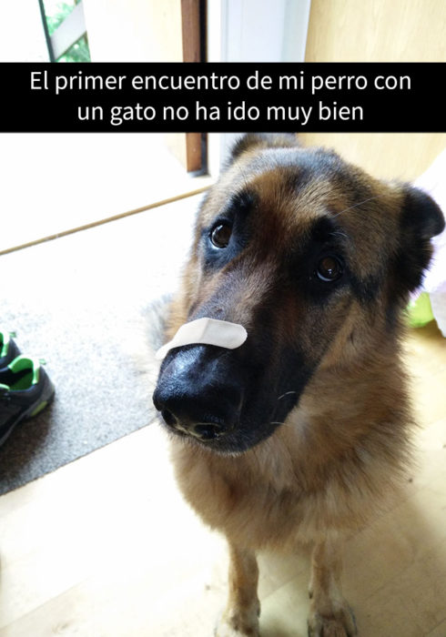 snapchat de perro