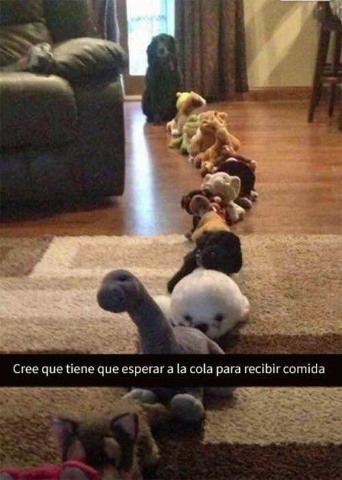 snapchat de perro