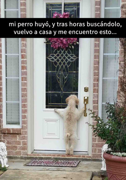 snapchat de perro