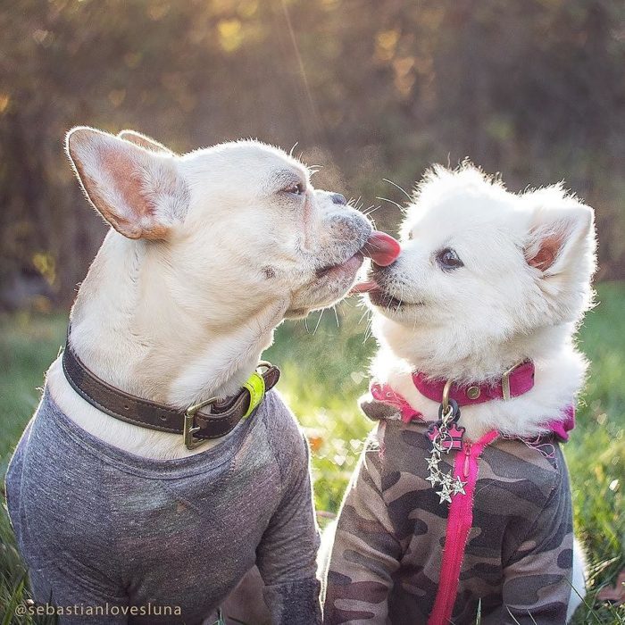 Cachorros que se comprometieron durante su sesión de fotos 