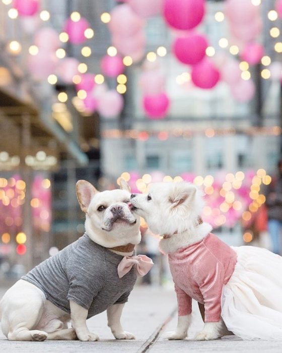 Cachorros que se comprometieron durante su sesión de fotos 