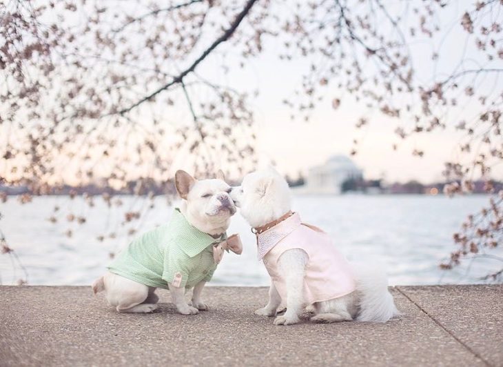 Cachorros que se comprometieron durante su sesión de fotos 