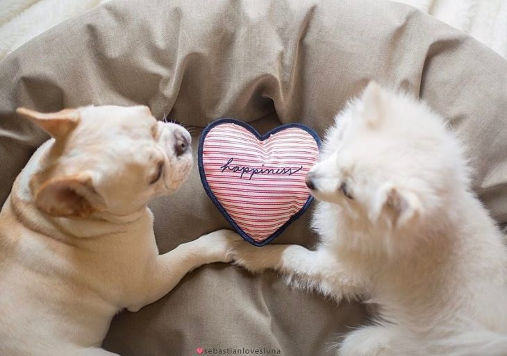 Cachorros que se comprometieron durante su sesión de fotos 