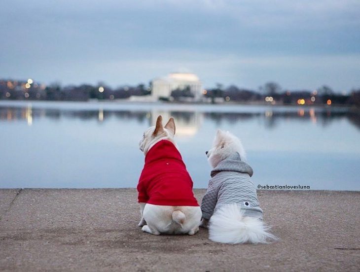 Cachorros que se comprometieron durante su sesión de fotos 