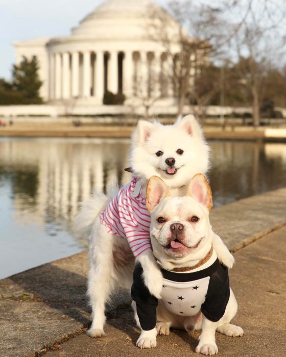 Cachorros que se comprometieron durante su sesión de fotos 