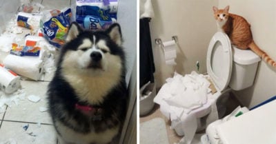 20 Mascotas que destruyeron todo y trataron de disimularlo de la forma más graciosa